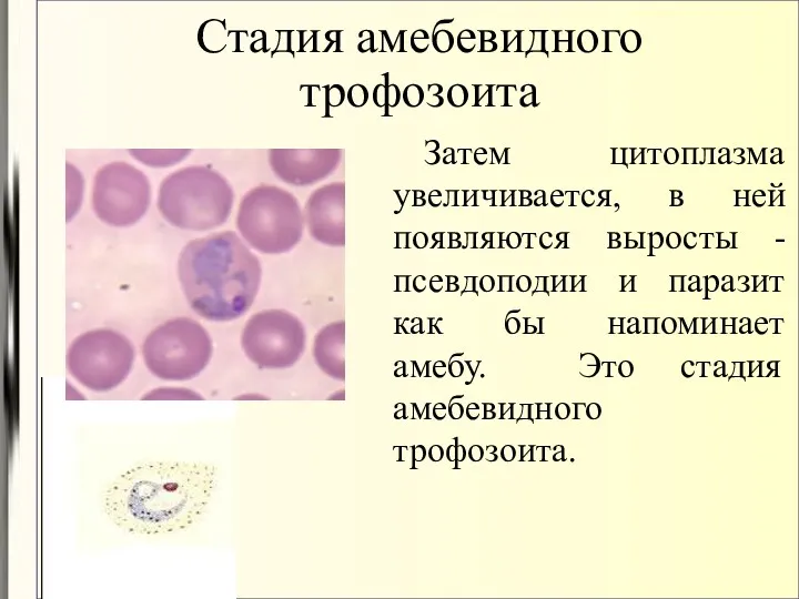 Стадия амебевидного трофозоита Затем цитоплазма увеличивается, в ней появляются выросты