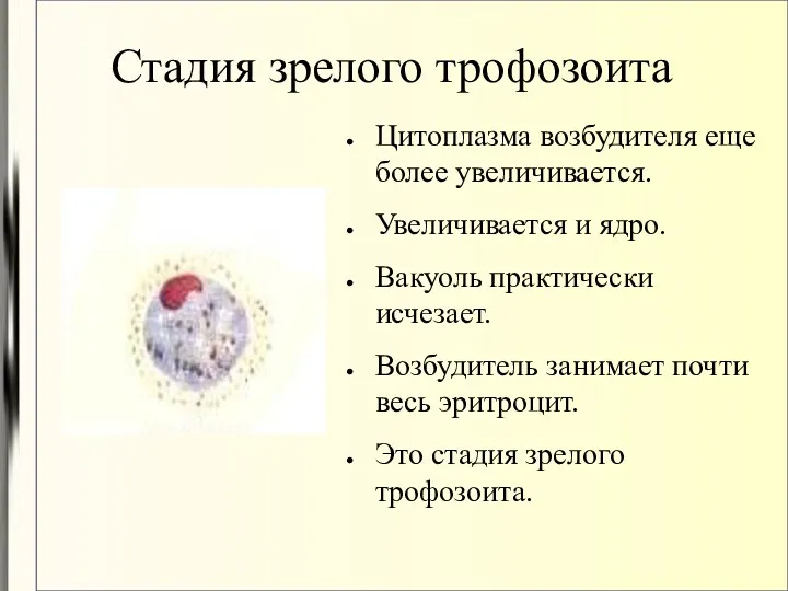 Стадия зрелого трофозоита Цитоплазма возбудителя еще более увеличивается. Увеличивается и