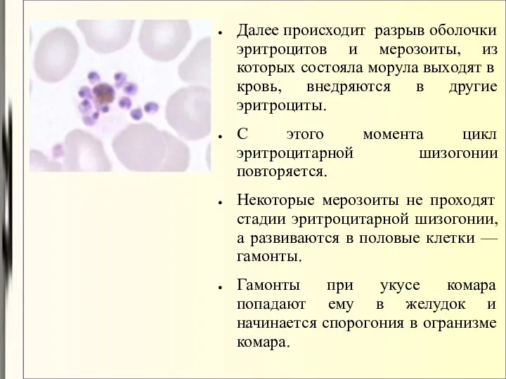 Далее происходит разрыв оболочки эритроцитов и мерозоиты, из которых состояла