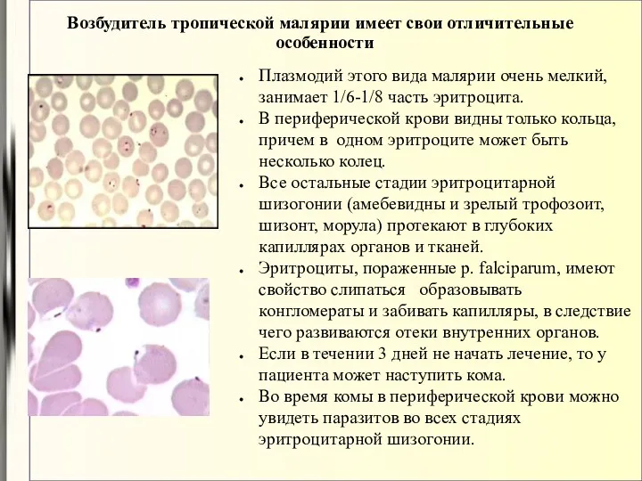 Возбудитель тропической малярии имеет свои отличительные особенности Плазмодий этого вида
