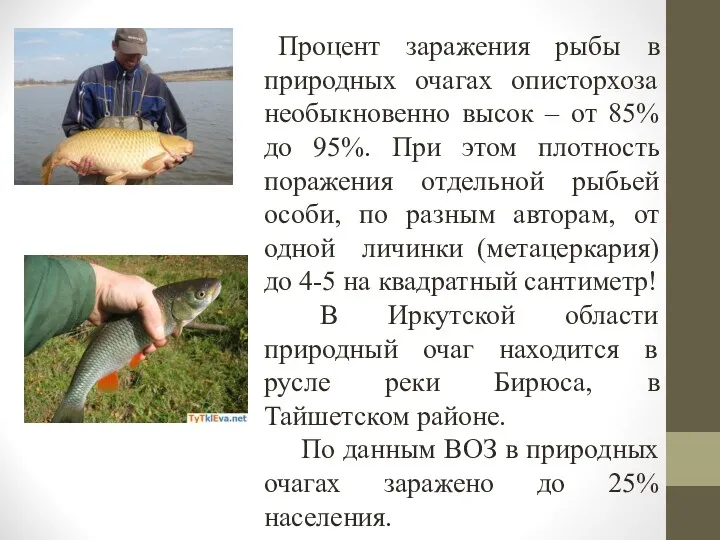 Процент заражения рыбы в природных очагах описторхоза необыкновенно высок –