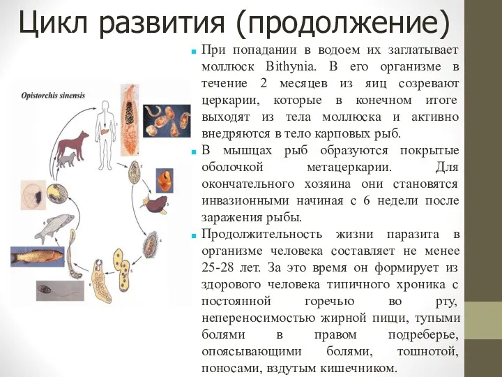 Цикл развития (продолжение)‏ При попадании в водоем их заглатывает моллюск