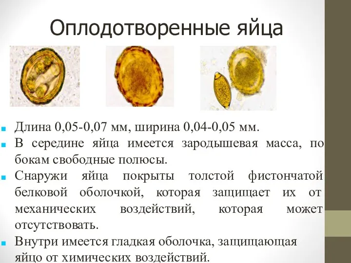 Оплодотворенные яйца Длина 0,05-0,07 мм, ширина 0,04-0,05 мм. В середине