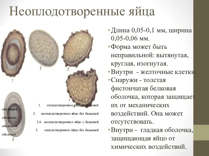 Неоплодотворенные яйца Длина 0,05-0,1 мм, ширина 0,05-0,06 мм. Форма может