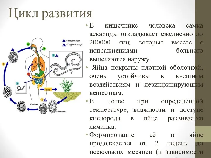 Цикл развития В кишечнике человека самка аскариды откладывает ежедневно до