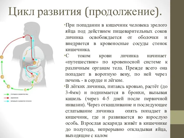 Цикл развития (продолжение). При попадании в кишечник человека зрелого яйца