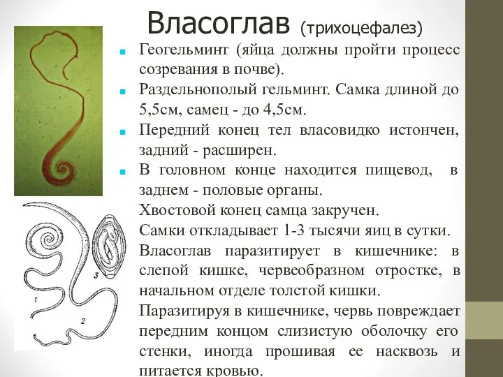 Власоглав (трихоцефалез)‏ Геогельминт (яйца должны пройти процесс созревания в почве).