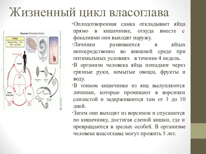 Жизненный цикл власоглава Оплодотворенная самка откладывает яйца прямо в кишечнике,