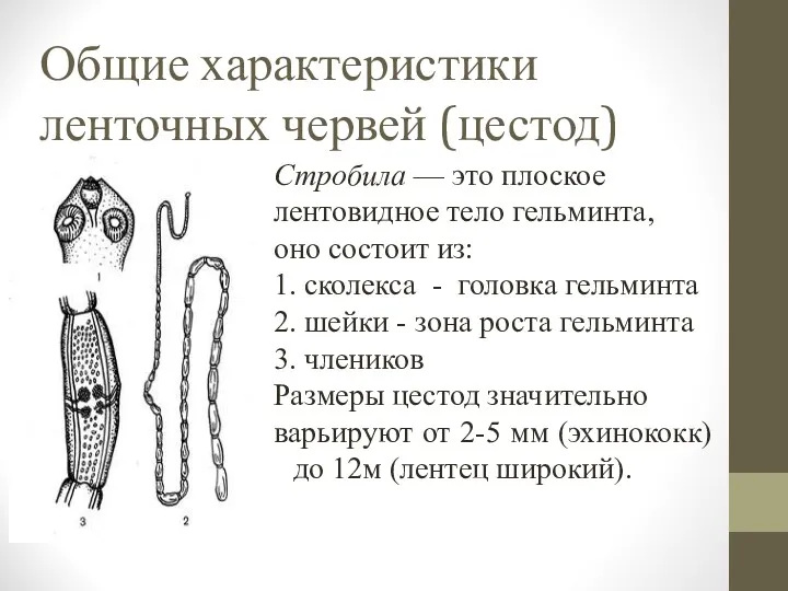 Общие характеристики ленточных червей (цестод)‏ Стробила — это плоское лентовидное