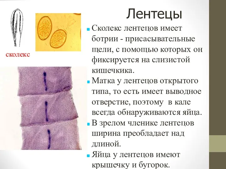 Лентецы сколекс Сколекс лентецов имеет ботрии - присасывательные щели, с