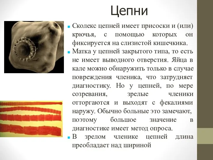 Цепни Сколекс цепней имеет присоски и (или) крючья, с помощью