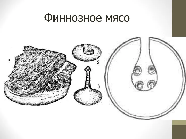 Финнозное мясо Добавьте графический объект двойным щелчком мыши