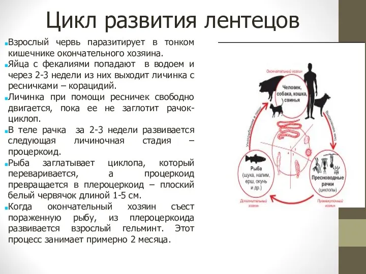 Цикл развития лентецов Взрослый червь паразитирует в тонком кишечнике окончательного