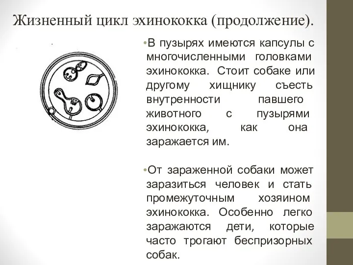 Жизненный цикл эхинококка (продолжение). В пузырях имеются капсулы с многочисленными