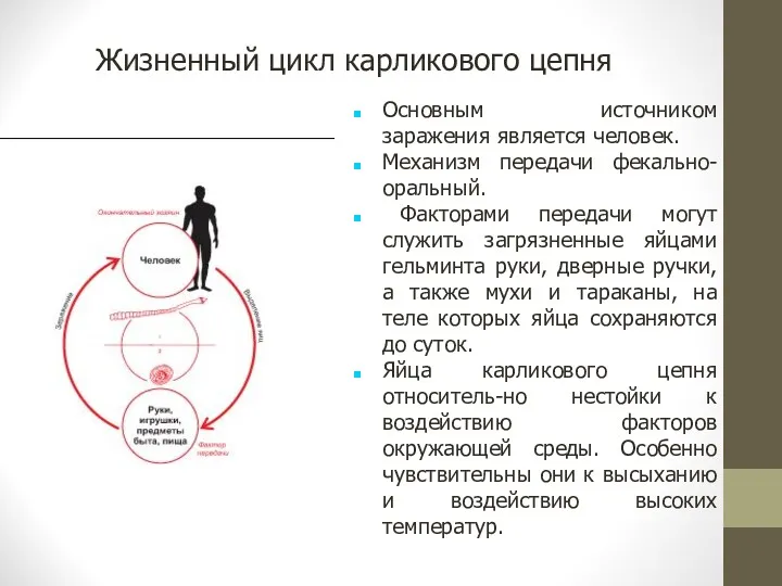 Жизненный цикл карликового цепня Основным источником заражения является человек. Механизм