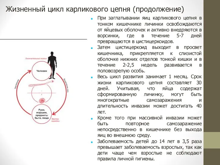 Жизненный цикл карликового цепня (продолжение) При заглатывании яиц карликового цепня