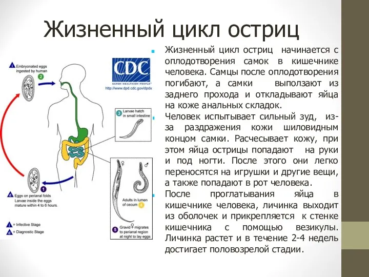 Жизненный цикл остриц Жизненный цикл остриц начинается с оплодотворения самок