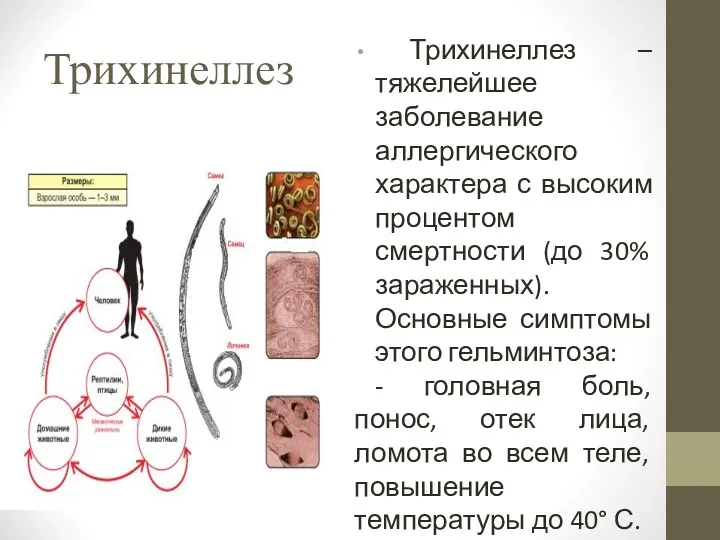 Трихинеллез Трихинеллез –тяжелейшее заболевание аллергического характера с высоким процентом смертности