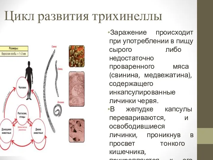 Цикл развития трихинеллы Заражение происходит при употреблении в пищу сырого