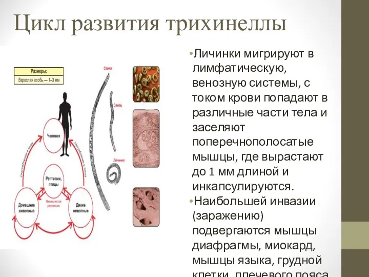 Цикл развития трихинеллы Личинки мигрируют в лимфатическую, венозную системы, с