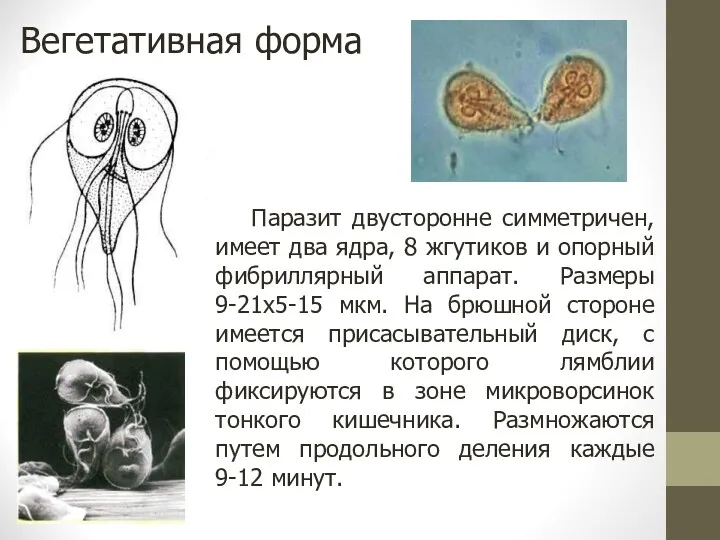 Вегетативная форма Паразит двусторонне симметричен, имеет два ядра, 8 жгутиков