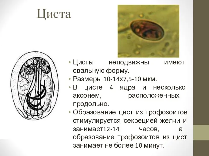 Циста Цисты неподвижны имеют овальную форму. Размеры 10-14х7,5-10 мкм. В