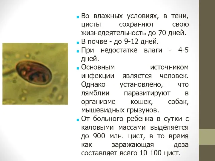 Во влажных условиях, в тени, цисты сохраняют свою жизнедеятельность до