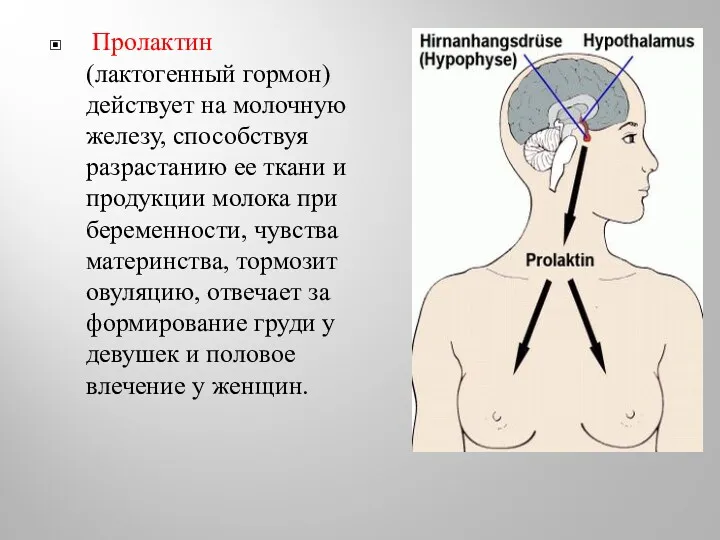 Пролактин (лактогенный гормон) действует на молочную железу, способствуя разрастанию ее