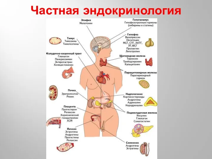 Частная эндокринология