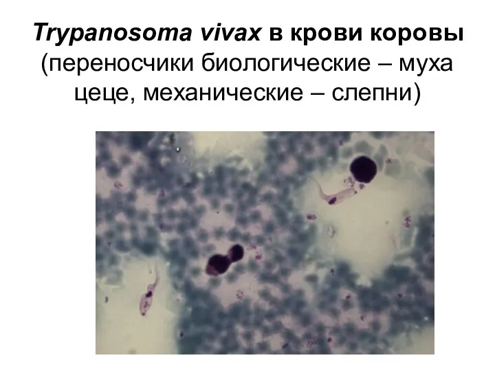 Trypanosoma vivax в крови коровы (переносчики биологические – муха цеце, механические – слепни)