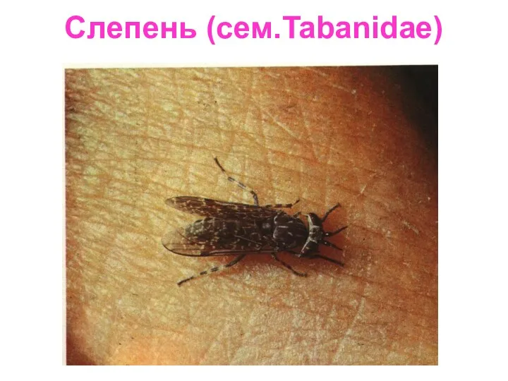 Слепень (сем.Tabanidae)