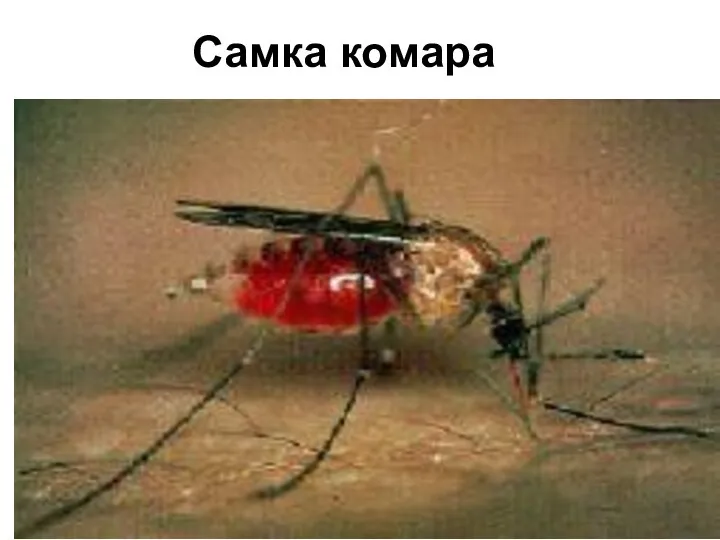 Самка комара