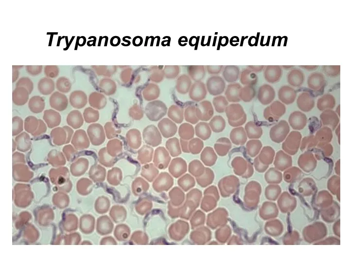 Trypanosoma equiperdum