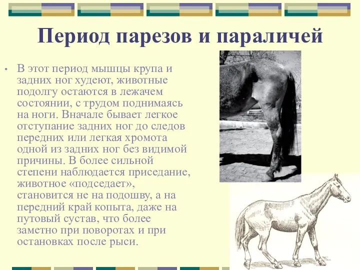 Период парезов и параличей В этот период мышцы крупа и