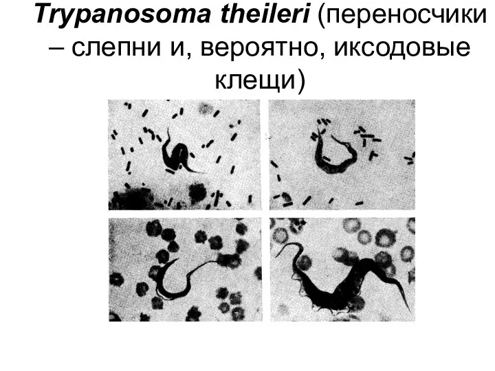 Trypanosoma theileri (переносчики – слепни и, вероятно, иксодовые клещи)