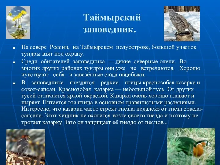 Таймырский заповедник. На севере России, на Таймырском полуострове, большой участок тундры взят под