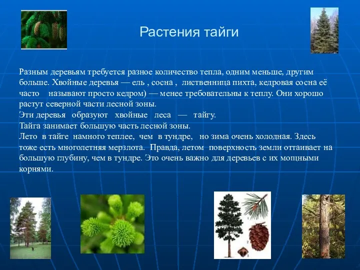 Растения тайги Разным деревьям требуется разное количество тепла, одним меньше, другим больше. Хвойные