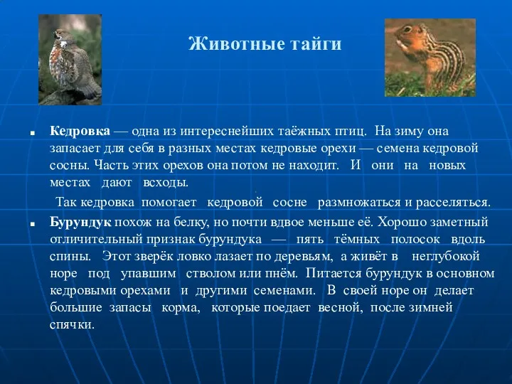 Животные тайги Кедровка — одна из интереснейших таёжных птиц. На зиму она запасает