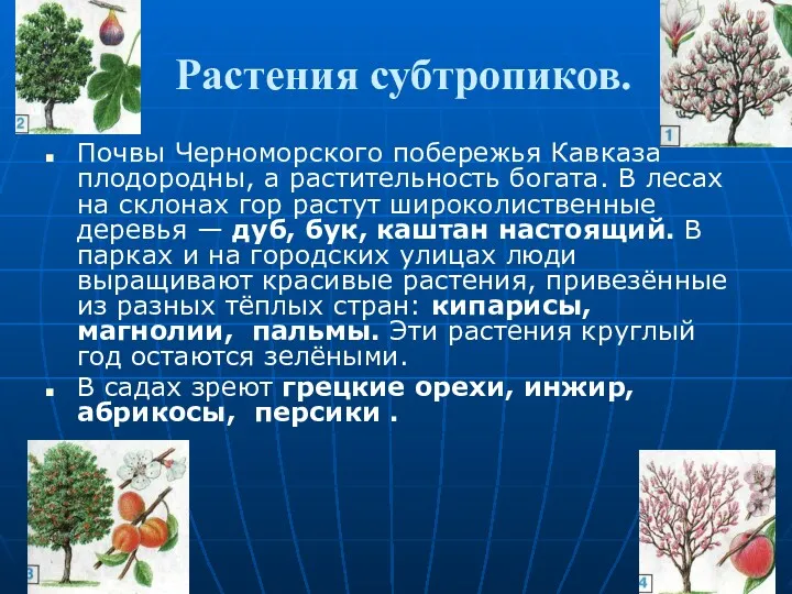Растения субтропиков. Почвы Черноморского побережья Кавказа плодо­родны, а растительность богата. В лесах на