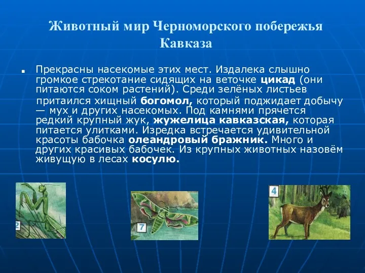 Животный мир Черноморского побережья Кавказа Прекрасны насекомые этих мест. Издалека слышно громкое стрекотание