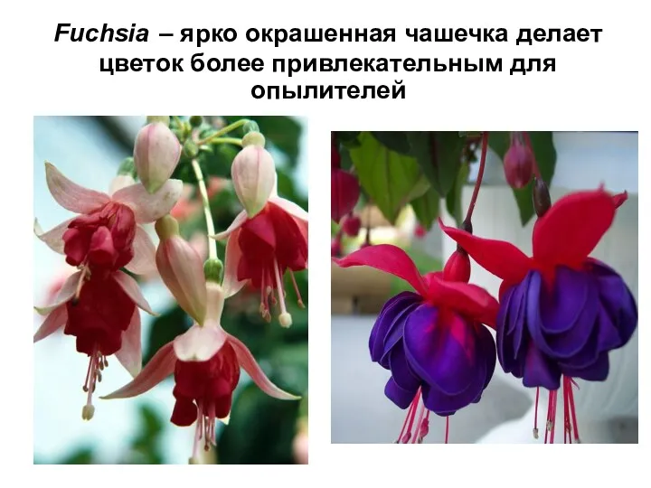 Fuchsia – ярко окрашенная чашечка делает цветок более привлекательным для опылителей