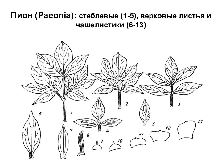 Пион (Paeonia): стеблевые (1-5), верховые листья и чашелистики (6-13)