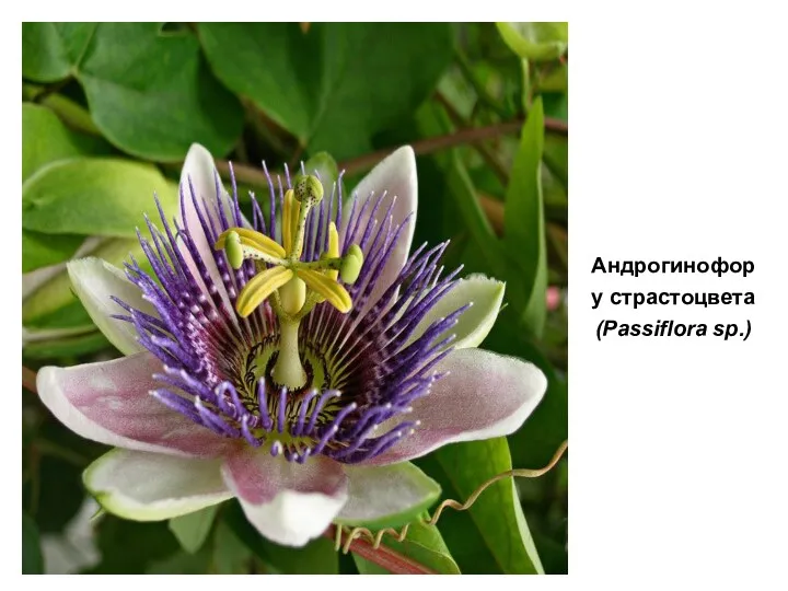 Андрогинофор у страстоцвета (Passiflora sp.)