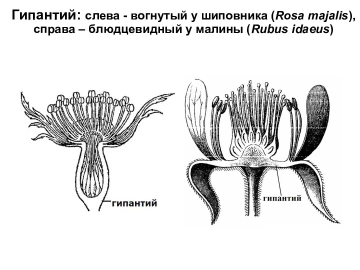 Гипантий: слева - вогнутый у шиповника (Rosa majalis), справа – блюдцевидный у малины (Rubus idaeus)