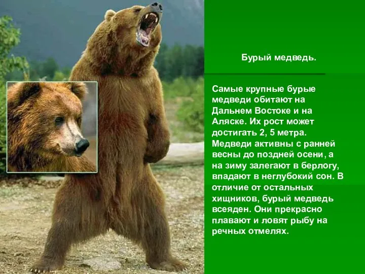 Бурый медведь. Самые крупные бурые медведи обитают на Дальнем Востоке