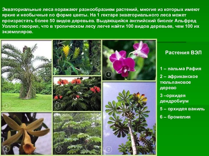 Растения ВЭЛ 1 – пальма Рафия 2 – африканское тюльпановое