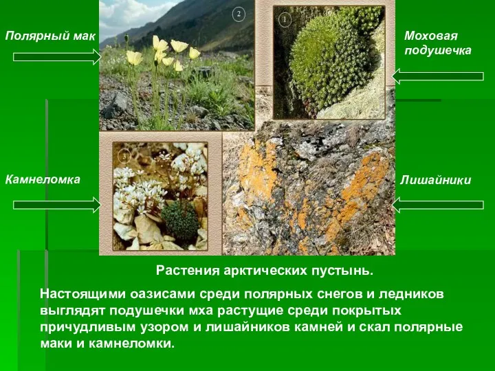 Полярный мак Моховая подушечка Камнеломка Лишайники Растения арктических пустынь. Настоящими