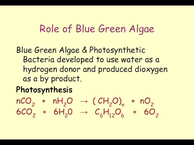 Role of Blue Green Algae Blue Green Algae & Photosynthetic