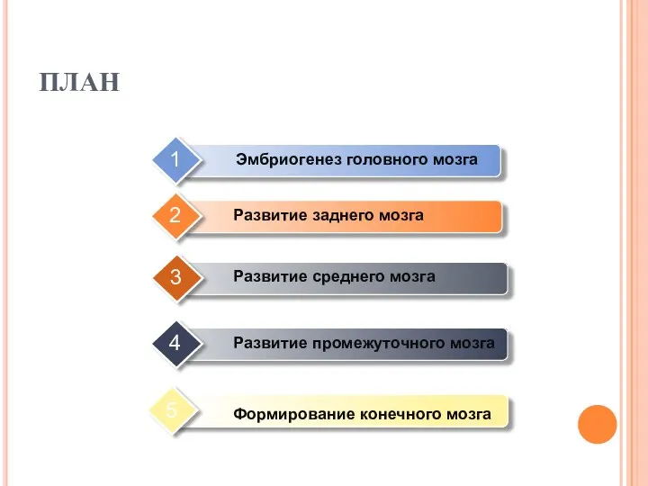 ПЛАН Эмбриогенез головного мозга Развитие заднего мозга Развитие среднего мозга