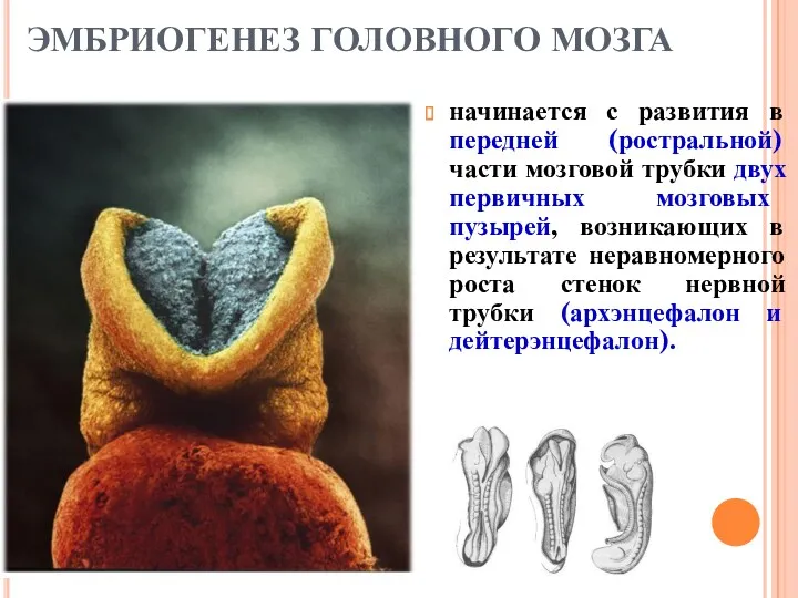 ЭМБРИОГЕНЕЗ ГОЛОВНОГО МОЗГА начинается с развития в передней (ростральной) части